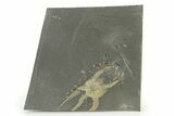 Ordovician Brittle Star (Ophiura) - Morocco #327191-1